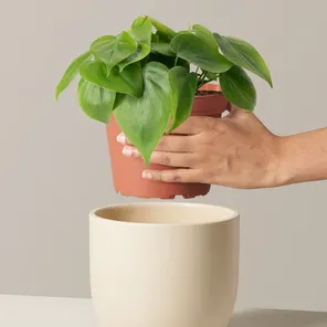 Филодендрон сердцевидный