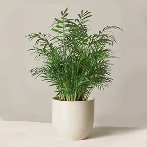 Пальма Хамедорея