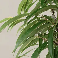 Новые сорта растений – уже скоро