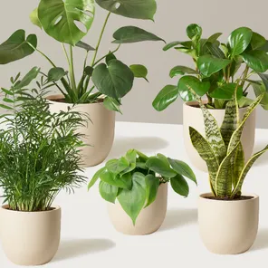 Подарочный комплект 5 популярных растений